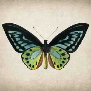 Green Birdwing Butterfly Printable Art, Vintage Insect Illustration, Natural History, Minimal Wall Art Decor INSTANT DOWNLOAD image 6