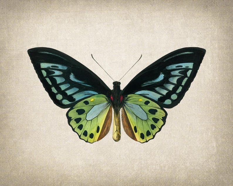 Green Birdwing Butterfly Printable Art, Vintage Insect Illustration, Natural History, Minimal Wall Art Decor INSTANT DOWNLOAD image 6