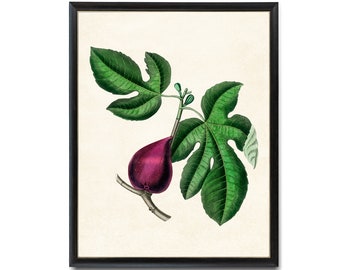 Digital Download 8x10 Art Print / Fig Plant Vintage Botanical Illustration Printable Wall Art