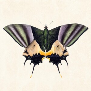 May include: A detailed illustration of a butterfly with open wings. The wings feature a combination of colors, including green, purple, yellow, and black. The butterfly's body is dark green, and the background is a light beige.