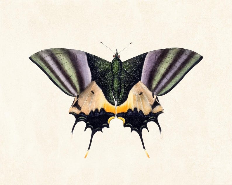 May include: A detailed illustration of a butterfly with open wings. The wings feature a combination of colors, including green, purple, yellow, and black. The butterfly's body is dark green, and the background is a light beige.