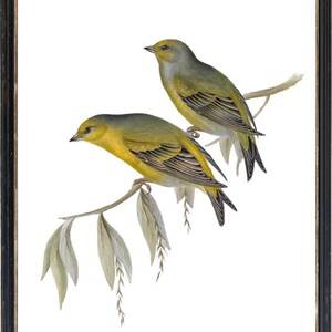 May include: Two yellow and green birds perched on a branch with green leaves. The birds are facing different directions. The background is white.