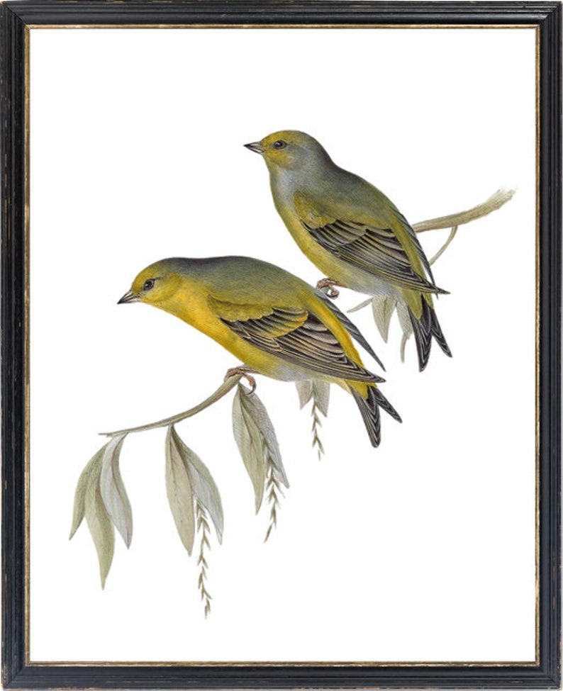 May include: Two yellow and green birds perched on a branch with green leaves. The birds are facing different directions. The background is white.