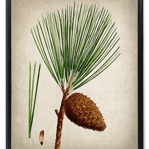 Può includere: Un'illustrazione botanica vintage di un ramo di pino con aghi verdi e una pigna marrone. L'illustrazione è su uno sfondo beige.