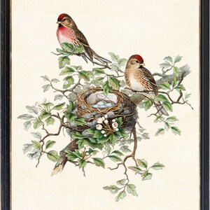 May include: Framed print featuring two birds with red caps perched on a leafy branch above a nest with eggs. The birds have brown and white feathers. The nest is nestled among green leaves and white flowers, set against a cream-colored background.