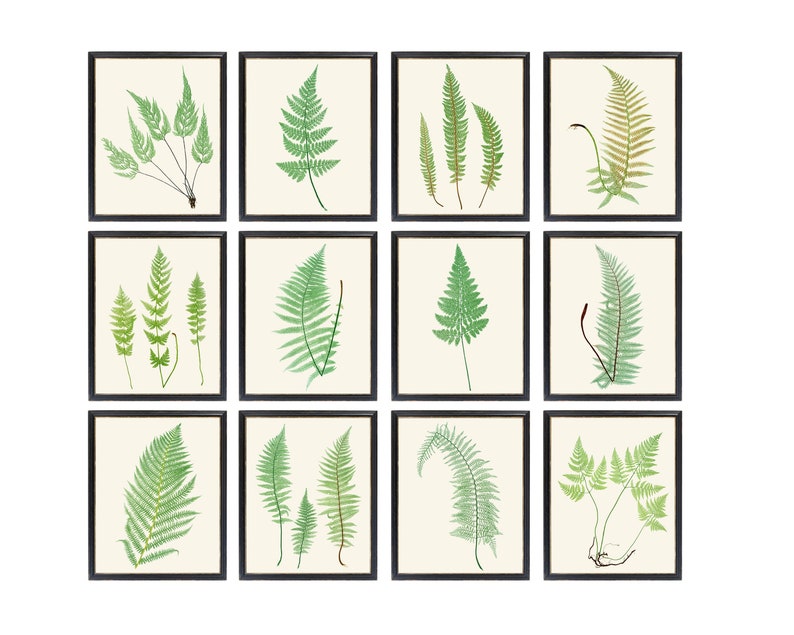 Fern Printables Set of 12 Ferns Vintage Nature - Etsy