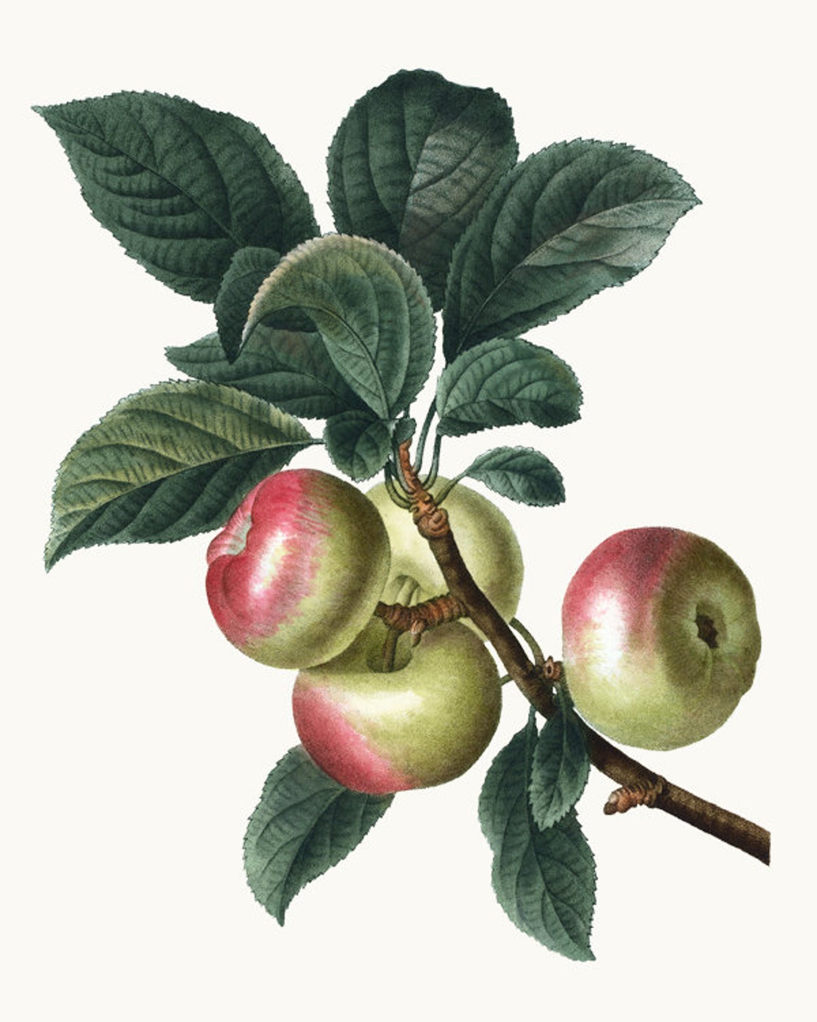 Vintage Apples Clipart Digital Download Botanical Fruit Etsy