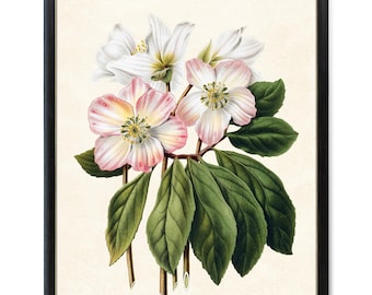 Rosa und weiße Christrose Digitaldruck, Vintage Blumen Illustration, botanische Wand Kunst Druck sofortiger DOWNLOAD