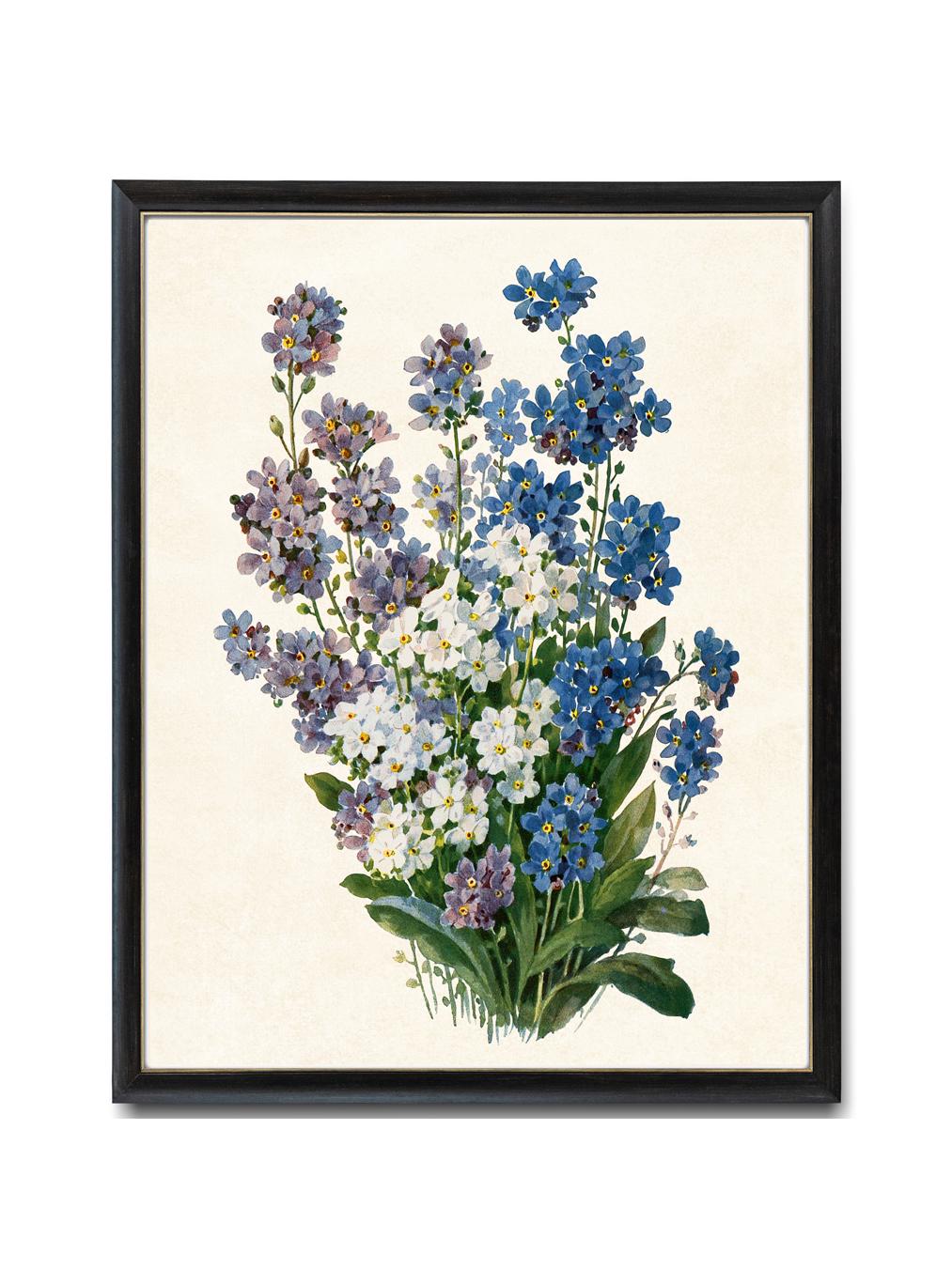 Forget Me Nots Floral Print, Vintage Flower Illustration