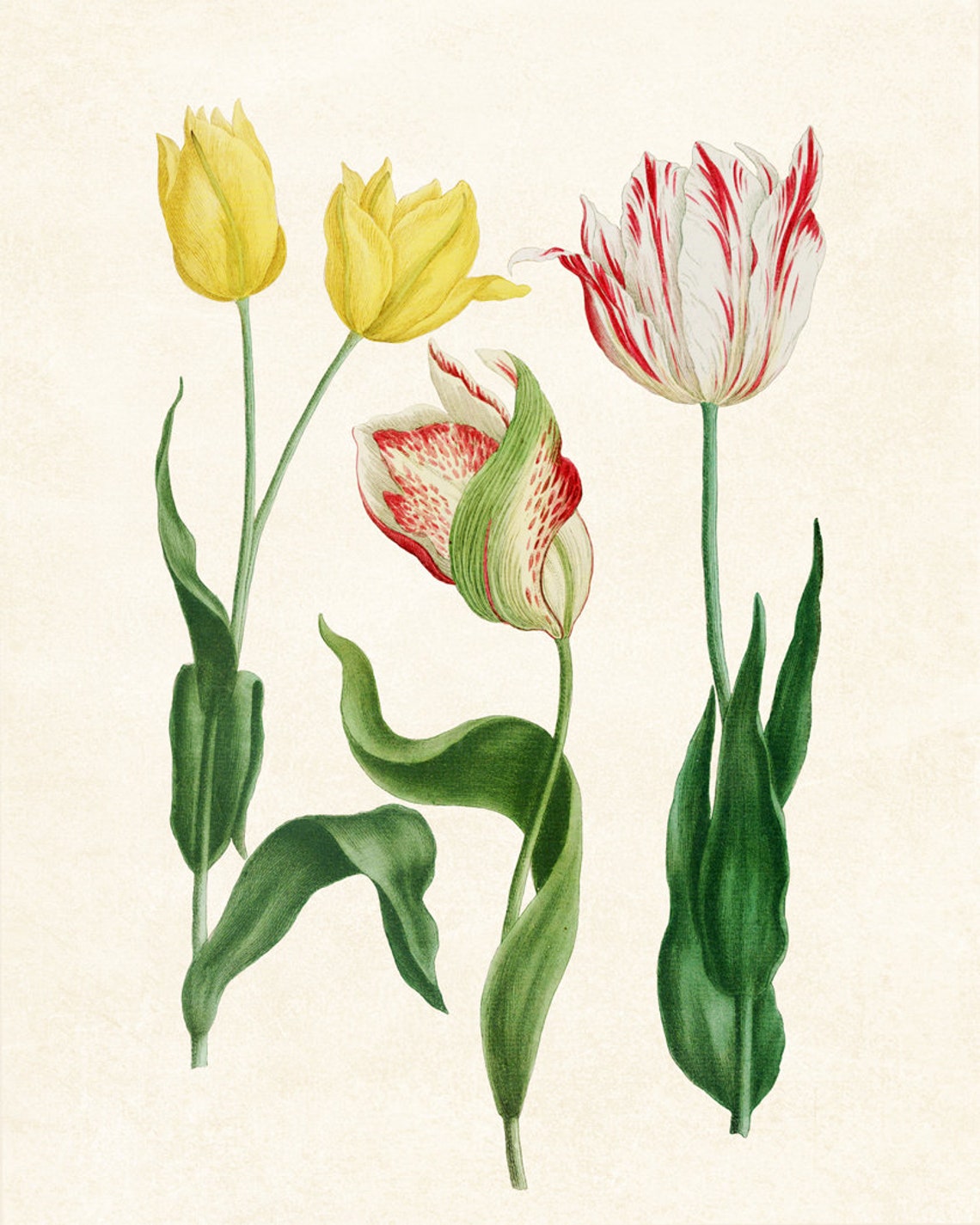 Free Botanical Printables Tulips