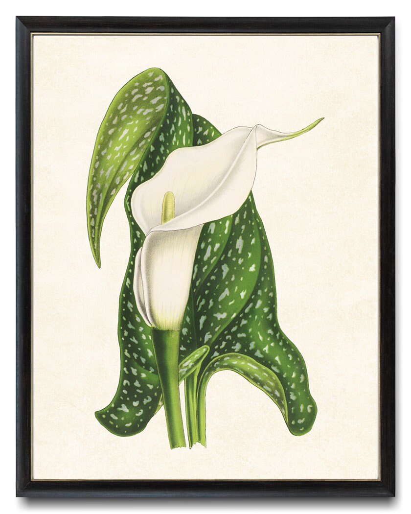 【希少】ヴィンテージ　1948 Calla Lily Leaf トレイ Print up to 24x30 Inches White Calla Lily Printable, Vintage