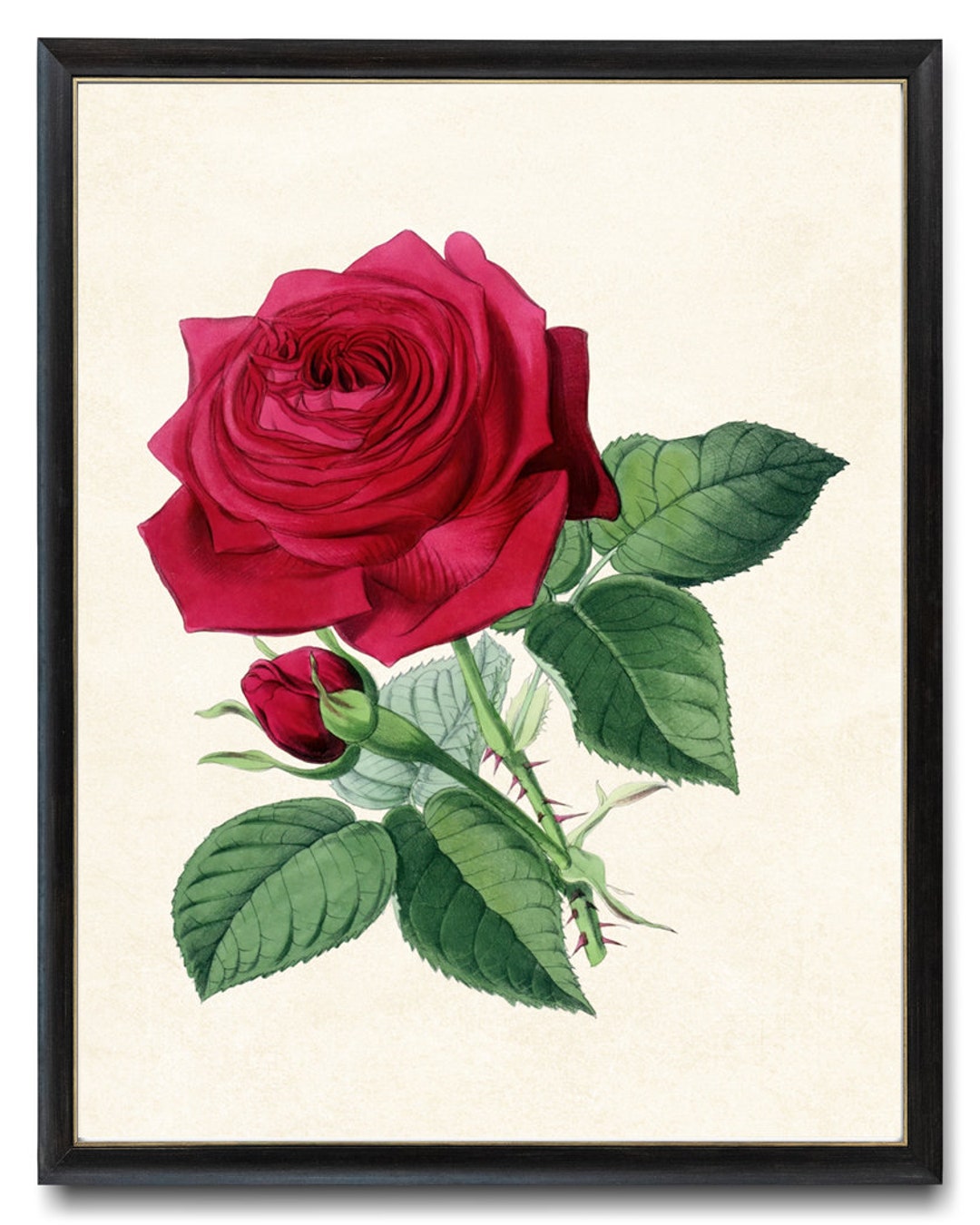 Print up to 24x30 Inches Red Rose Digital Art Print, Vintage