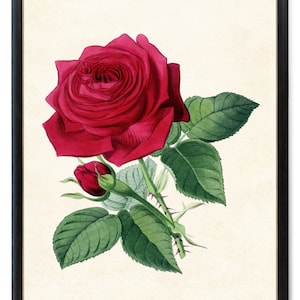 Print Up To 24x30 Inches Red Rose Digital Art Print, Vintage Flower Illustration, Printable Rose Botanical Wall Art INSTANT DOWNLOAD