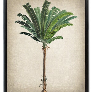 Palm Tree Download, Troolie Palm Vintage Illustration, Botanical Wall Art Printable, Instant Digital Download