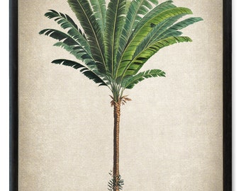 Palm Tree Download, Troolie Palm Vintage Illustration, Botanical Wall Art Printable, Instant Digital Download