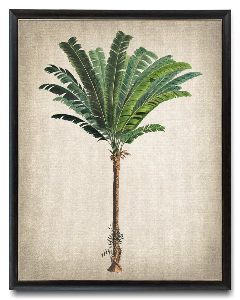 Print Up To 24x30 Inches Palm Tree Download, Troolie Palm Vintage Illustration, Botanical Wall Art Printable, Instant Digital Download