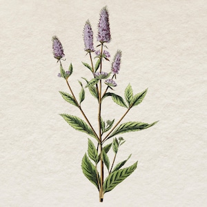Bloeiende pepermunt botanische clipart, afdrukbare vintage kruid illustratie, commercieel gebruik illustraties, transparante achtergrond png-bestand