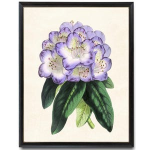 Lavender and White Rhododendron Digital Print, Vintage Flower Illustration, Floral Botanical Wall Art Printable INSTANT DOWNLOAD