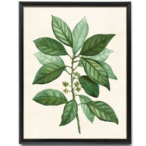 Digital Download 8x10 Art Print / Laurus Borbonia Plant Vintage Botanical Illustration