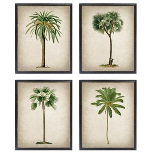 Set of 4 Palm Tree Printables, Vintage Illustrations, Tropical Trees Botanical Wall Art Tropical Decor INSTANT DOWNLOAD