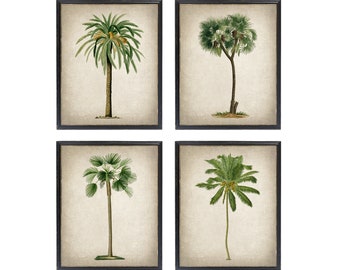 Set di 4 palme stampabili, illustrazioni vintage, alberi tropicali botanica arte murale decorazione tropicale download istantaneo