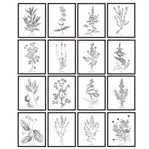 Set of 16 Kitchen Herbs and Spices Printables, Antique Illustrations, Black and White Herb Etchings, Instant Download Prints