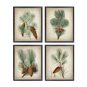 Könnte beinhalten: Set aus vier gerahmten Drucken mit Vintage- botanischen Illustrationen von Kiefernästen mit Zapfen. Die Drucke haben einen cremefarbenen Hintergrund und schwarze Rahmen.