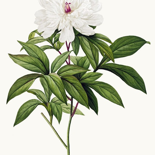 Vintage Flower Clipart Digital Download White Southern - Etsy