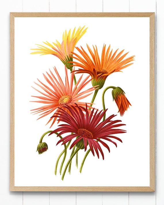 Gerbera Hybrids Printable, Vintage Botanical Illustration