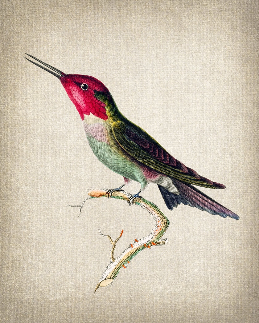 Bird Art Print, 'anna' Hummingbird Vintage Illustration, Natural ...