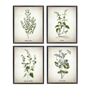 May include: Set of four botanical prints featuring illustrations of marjoram, mint, lemon balm, and coriander. Each print is framed in black and has a white background.