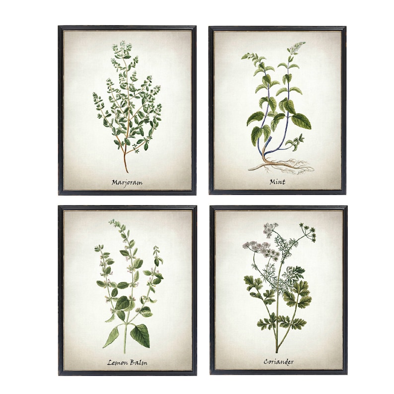 May include: Set of four botanical prints featuring illustrations of marjoram, mint, lemon balm, and coriander. Each print is framed in black and has a white background.