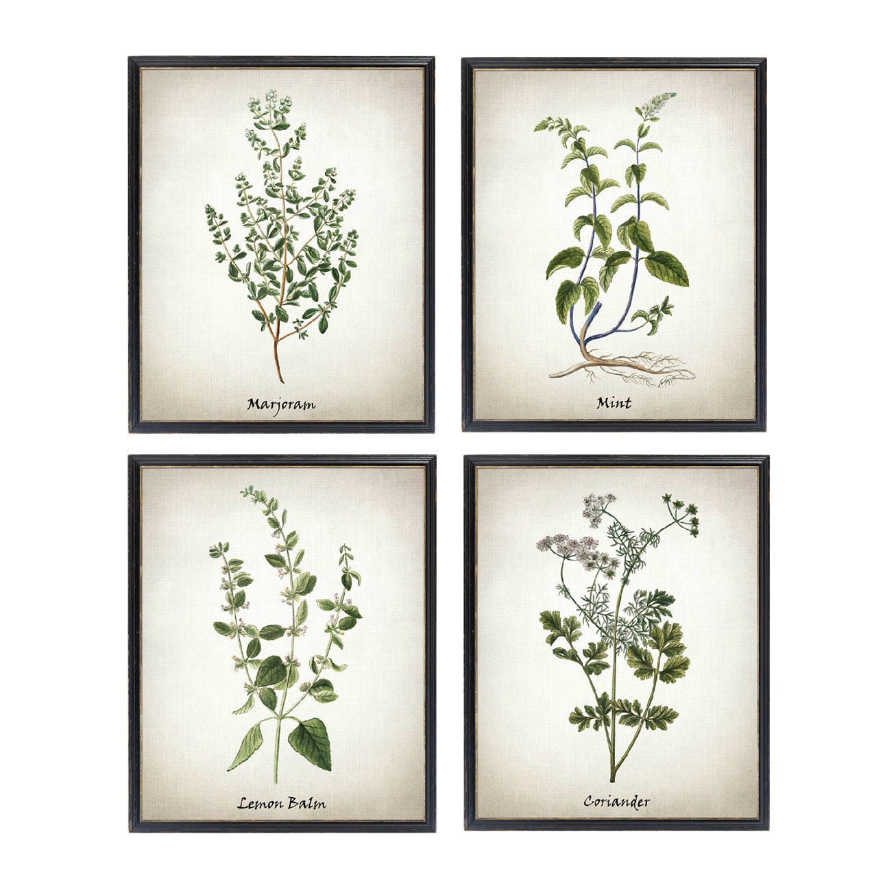 Herb Printable Set of 12 Vintage Herbal Illustrations - Etsy