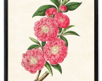 Stampa fino a 24 x 30 pollici stampa digitale pesca fiorita rosa, illustrazione vintage, fiori di pesco, arte della parete stampabile DOWNLOAD immediato