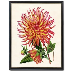Cactus Dahlia Flowers Digital Download, Vintage Flower Illustration, Pink and Yellow Botanical Wall Art Printable