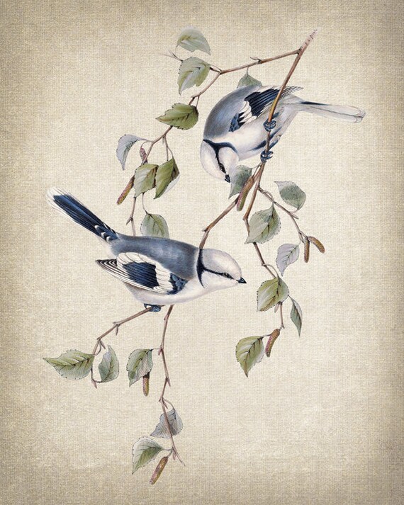 Bird Nature Art Blue Jay Bird Print Printable Bird Digital Download ...