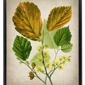 Print Up To 24x30 Inches Witch Hazel Printable, &#39;Hamamelis Virginiana&#39; Vintage Botanical Illustration, Wall Art Print INSTANT DOWNLOAD