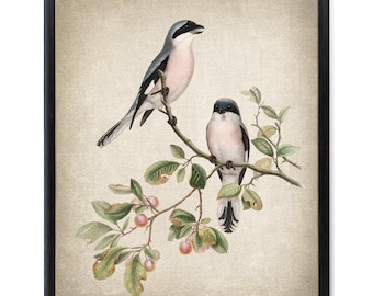 Afdrukbare vogel, klauwier antieke illustratie, Instant Wall Art Print, digitale download