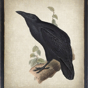 Gothic Raven Printable, vintage Bird Illustration, Digital Wall Art Print INSTANT TÉLÉCHARGER