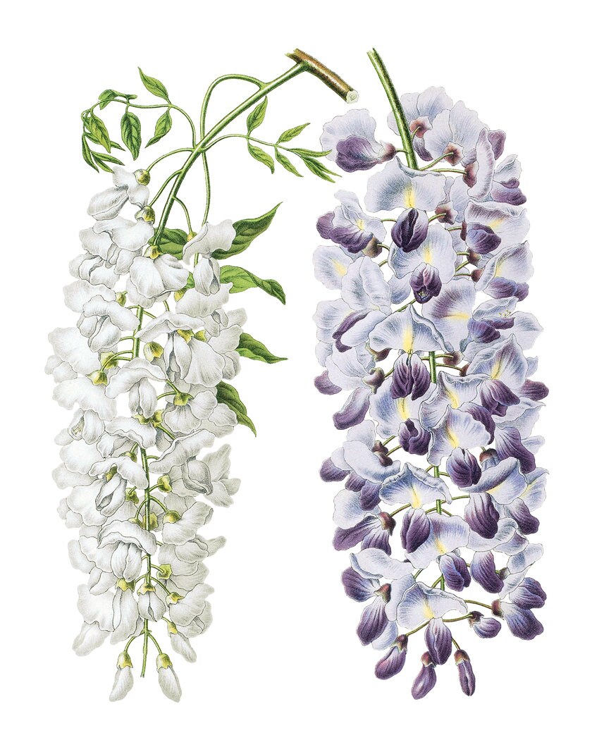 白と紫の藤のプリントアート、ヴィンテージフラワーイラスト、植物の壁