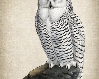 Snowy Owl | Made in Britain | 2022 | Sotheby's