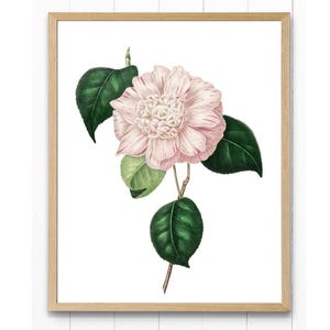 Blush Pink Camellia Printable Art, Vintage Flower Illustration, Botanical Wall Art Print INSTANT DOWNLOAD