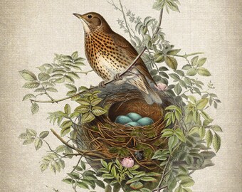 Bird and Botanical Vintage Art, Thrush Bird Illustration, Nest