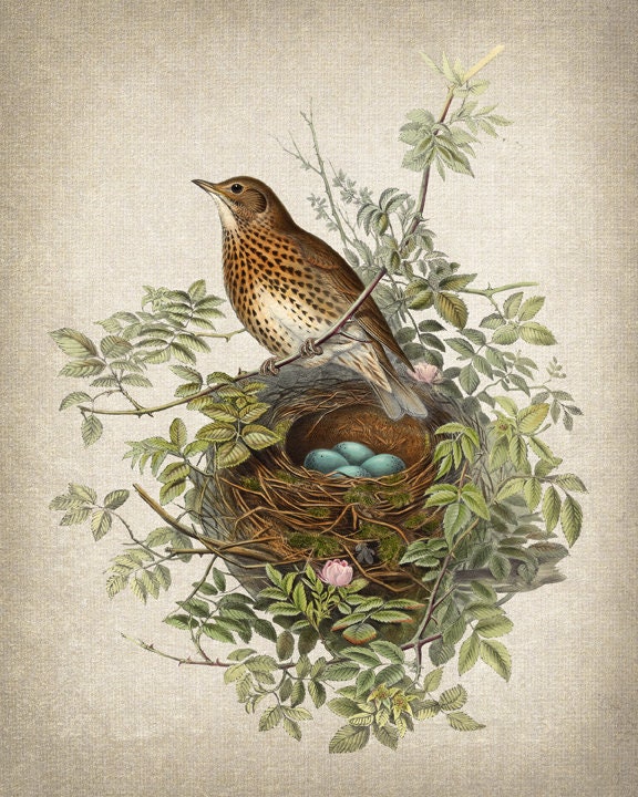 アート・デザイン・音楽 CLASSIC NATURAL HISTORY PRINTS BIRDS アート・デザイン・音楽 CLASSIC NATURAL HISTORY PRINTS BIRDS アート