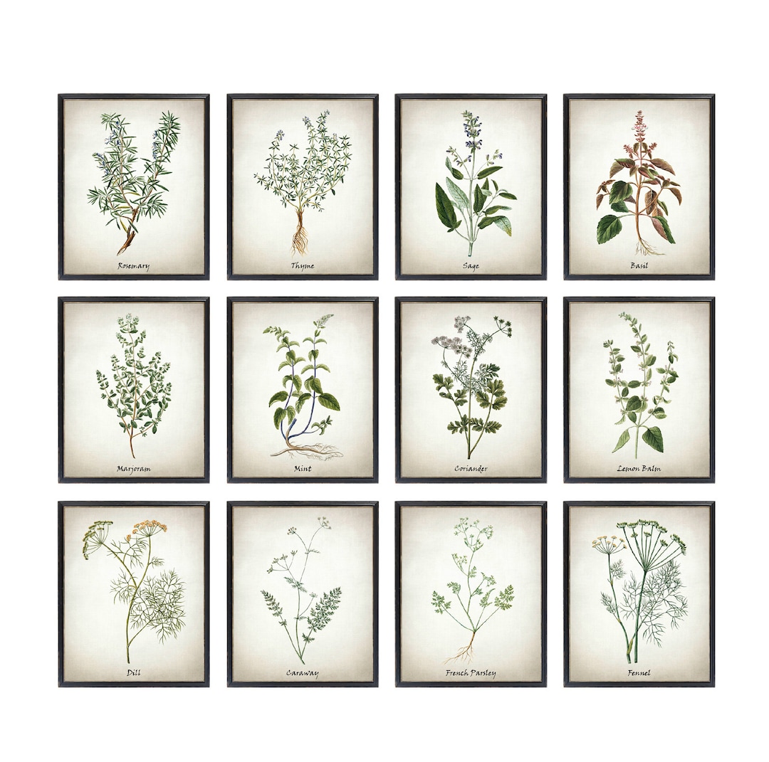 Herb Printable Set of 12, Vintage Herbal Illustrations, Culinary Herbs ...