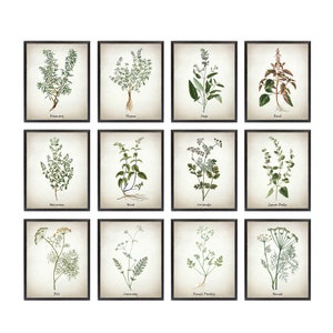 Herb Printable Set of 12, Vintage Herbal Illustrations, Culinary Herbs Kitchen Art Digital Prints INSTANT DOWNLOAD