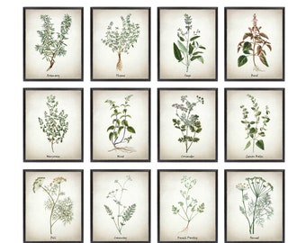 Herb Printable Set of 12, Vintage Herbal Illustrations, Culinary Herbs Kitchen Art Digital Prints INSTANT DOWNLOAD