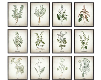 Herb Printable Set of 12, Vintage Herbal Illustrations, Culinary Herbs Kitchen Art Digital Prints INSTANT DOWNLOAD