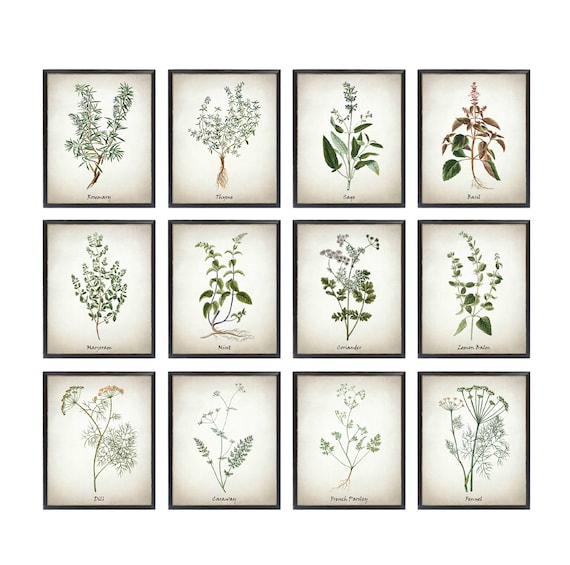 Herb Printable Set of 12 Vintage Herbal Illustrations - Etsy
