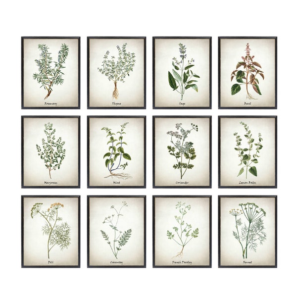 Herb Printable Set of 12, Vintage Herbal Illustrations, Culinary Herbs Kitchen Art Digital Prints INSTANT DOWNLOAD